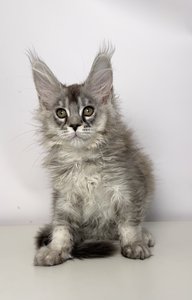 Fernando