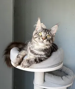 Maine Coon kitten