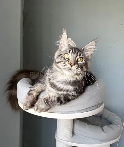 Котенок мейн-кун