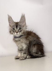 Felix