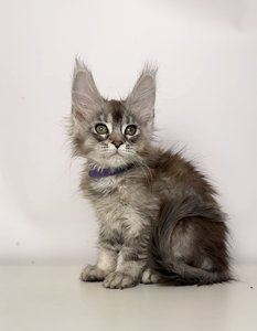 Felix