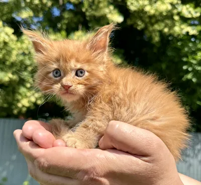 Maine Coon kitten
