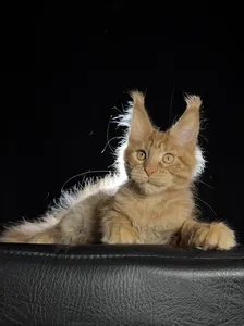 Котенок мейн-кун