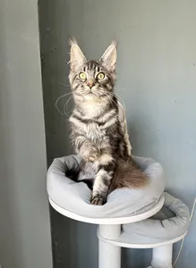 Maine Coon kitten