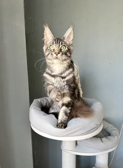 Котенок мейн-кун