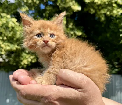 Maine Coon kitten