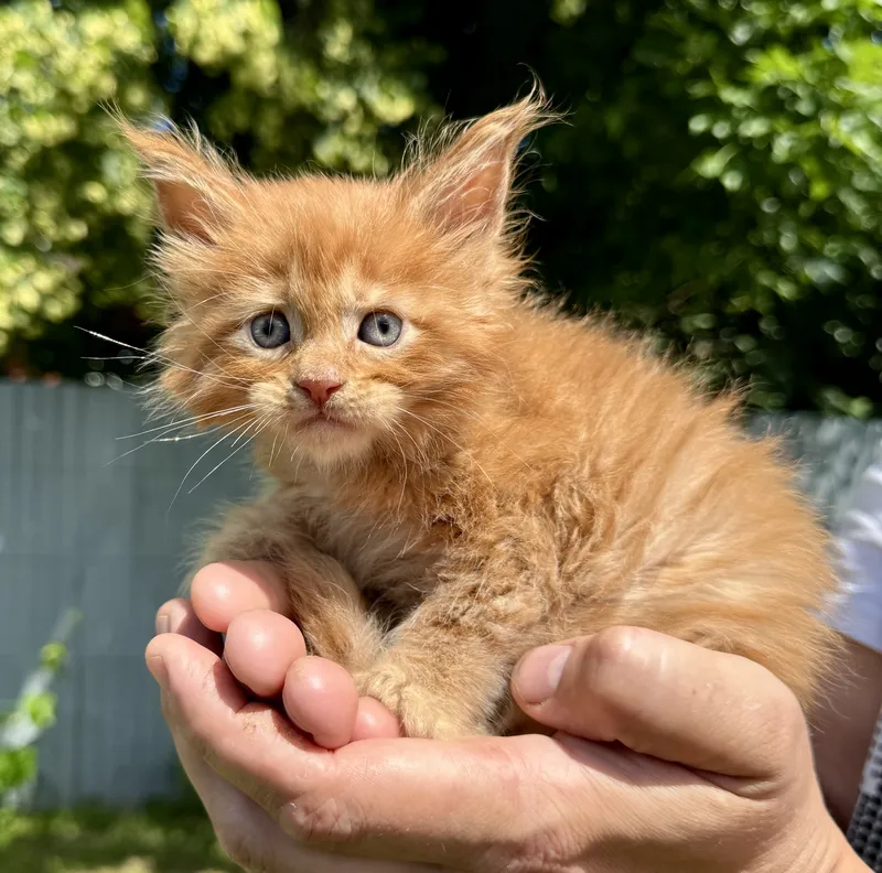 Maine Coon kitten Red MCO d Boy