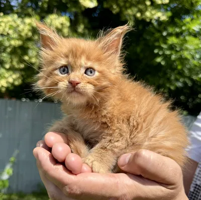 Maine Coon kitten