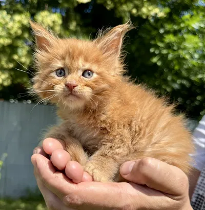 Maine Coon kitten