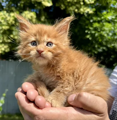 Maine Coon kitten