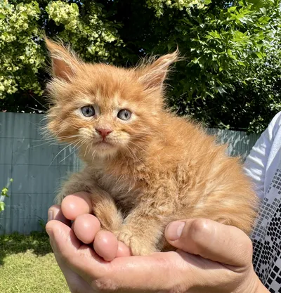Maine Coon kitten