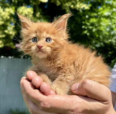 Maine Coon kitten