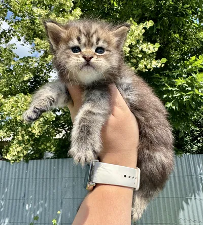 Maine Coon kitten