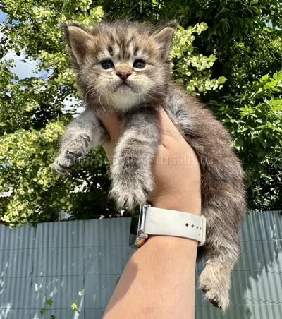 Котенок мейн-кун