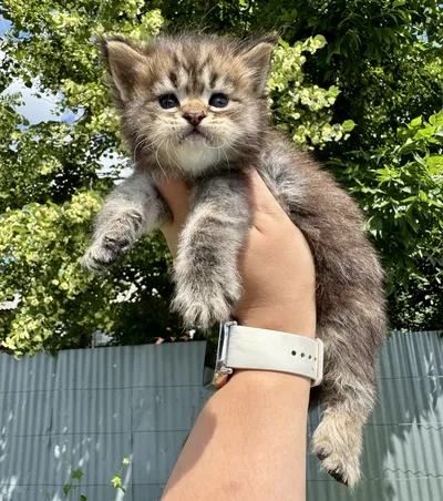 Maine Coon kitten