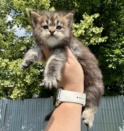 Maine Coon kitten