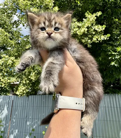 Maine Coon kitten