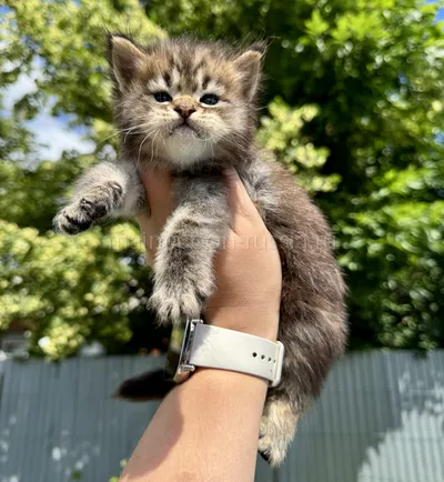 Котенок мейн-кун