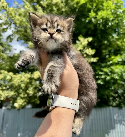 Котенок мейн-кун