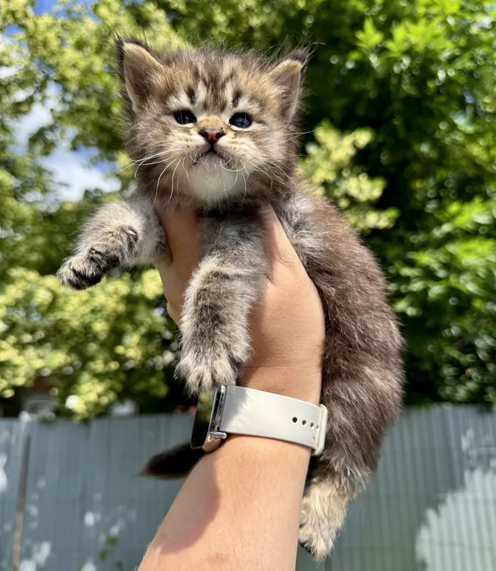 Maine Coon kitten Black classic Tabby (Brown) MCO n 22 Boy