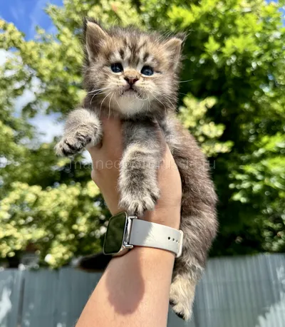 Котенок мейн-кун