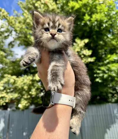 Maine Coon kitten