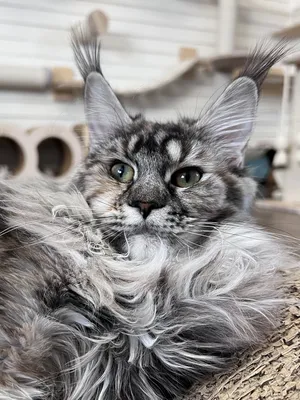 Котенок мейн-кун