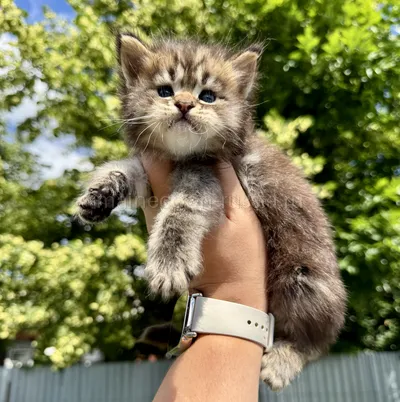 Котенок мейн-кун