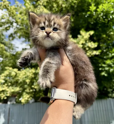 Котенок мейн-кун