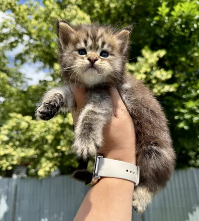 Котенок мейн-кун