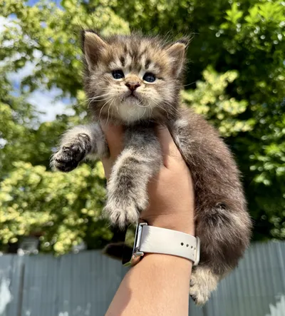 Maine Coon kitten