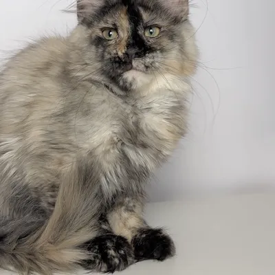 Котенок мейн-кун