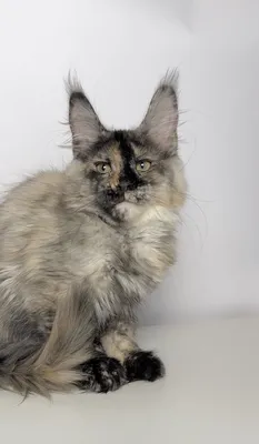 Котенок мейн-кун