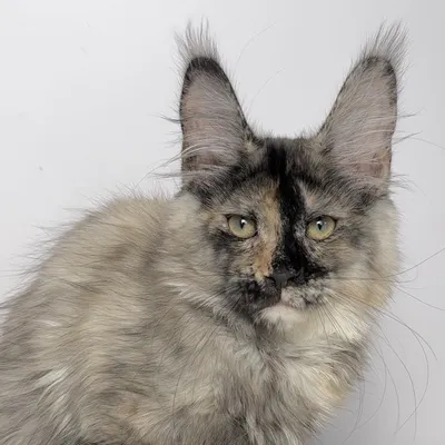 Котенок мейн-кун