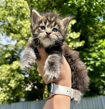 Котенок мейн-кун