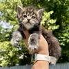 Winston - photo 8