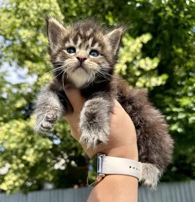 Maine Coon kitten