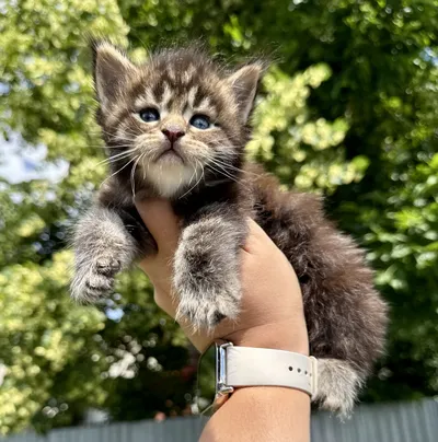 Maine Coon kitten