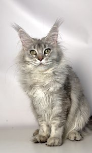 Barbi