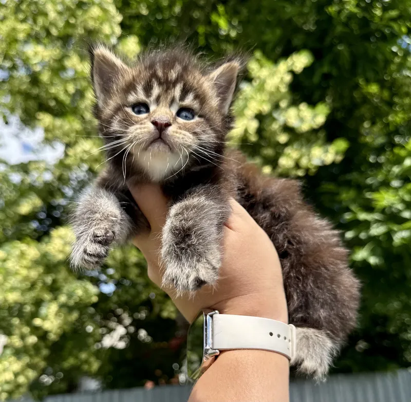 Maine Coon kitten Black classic Tabby (Brown) MCO n 22 Boy