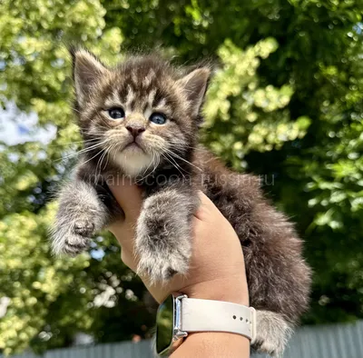 Котенок мейн-кун