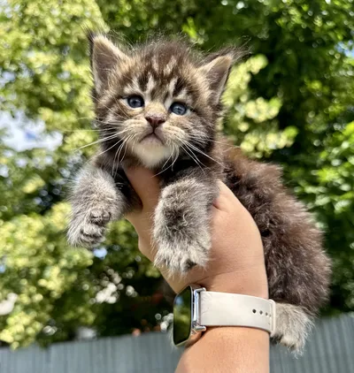 Maine Coon kitten