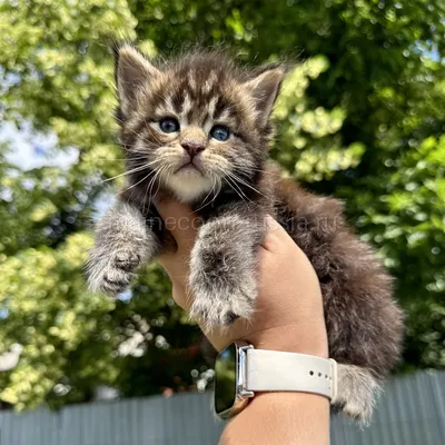 Котенок мейн-кун