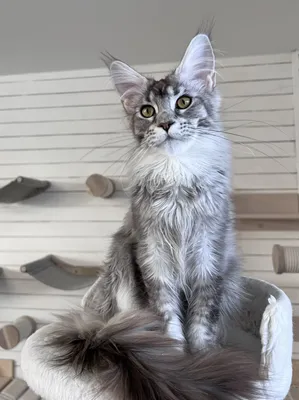 Котенок мейн-кун