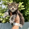 Winston - photo 7