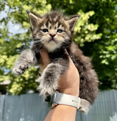 Котенок мейн-кун