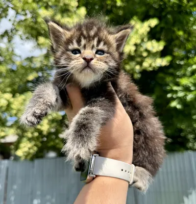 Maine Coon kitten