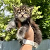 Winston - photo 4
