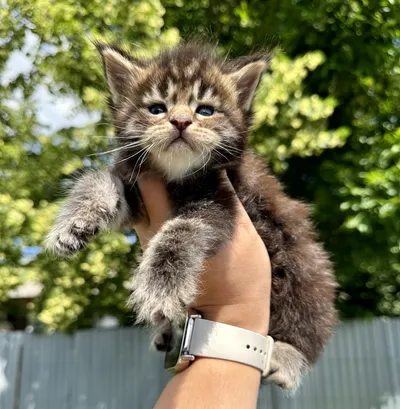 Maine Coon kitten