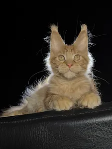 Котенок мейн-кун